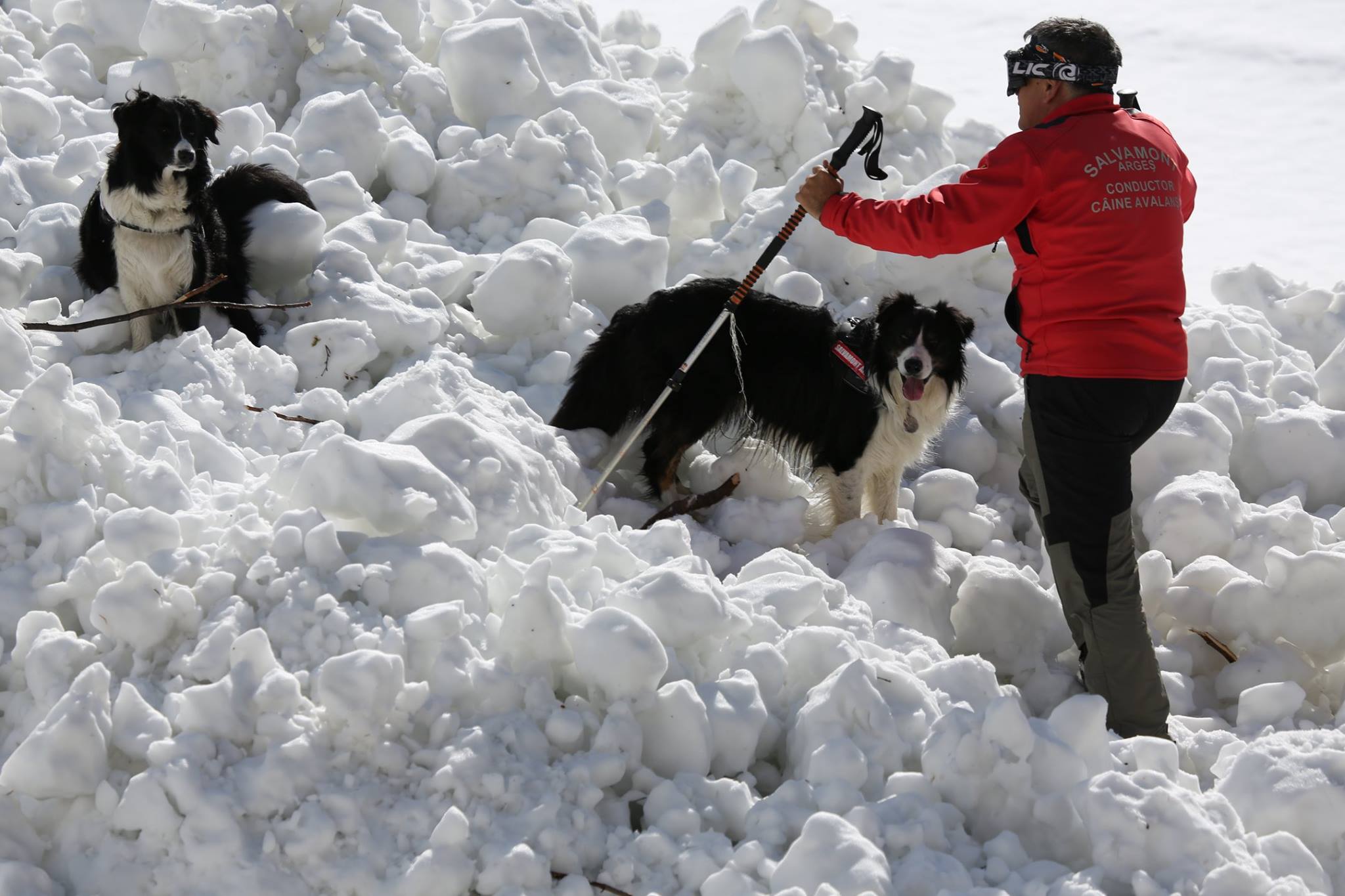 REPORTAJ/Povestea câinilor de avalanșă Helios și Dara sau încrederea de nezdruncinat dintre om şi animal: "Unde merg eu, merg şi ei"/ FOTO