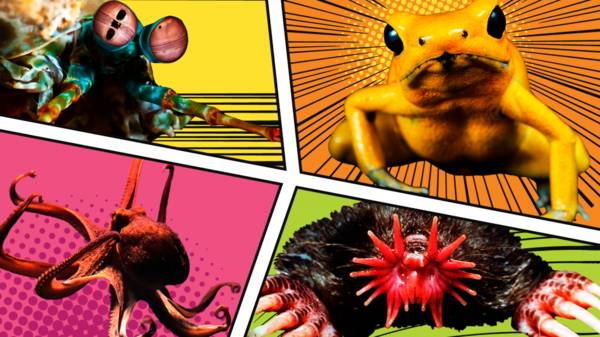 Extraordinary animals with real ‘superpowers’