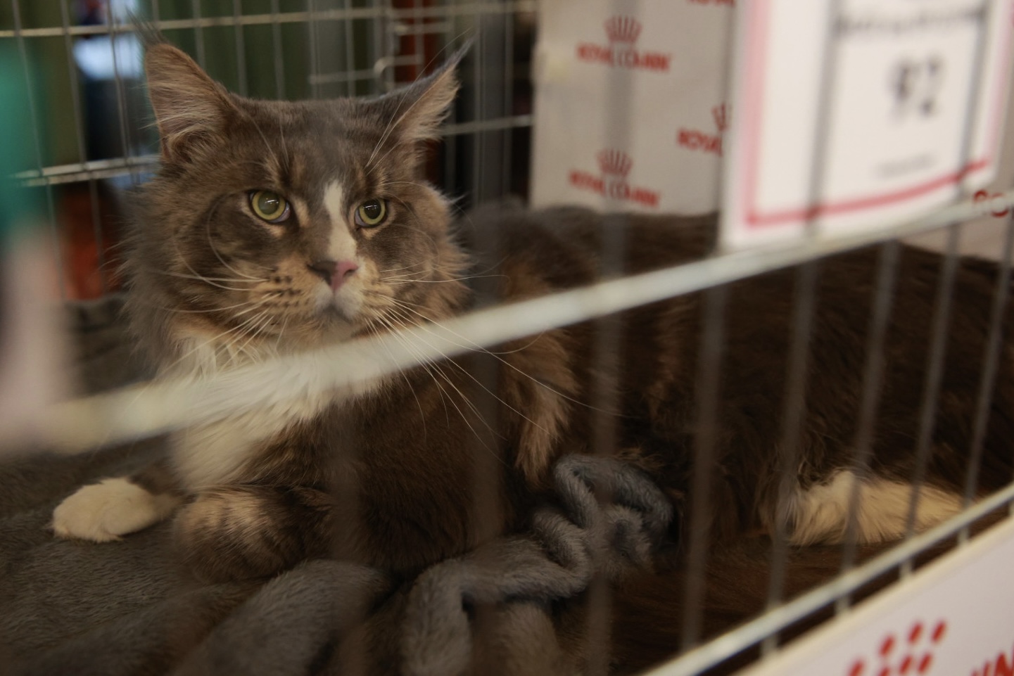 Pisici de top, priviri hipnotizante și povești spectaculoase. Cum a fost la Salonul Felin Internațional SofistiCAT