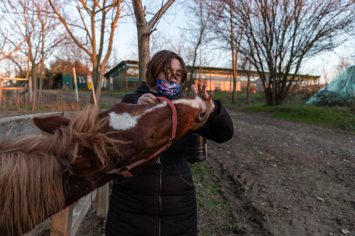 Proprietarul cailor maltratați de la Techirghiol îi poate lua înapoi după 45 de zile, dacă dovedește că sunt ai lui. „Procurorul Țucă, un mare iubitor de animale”