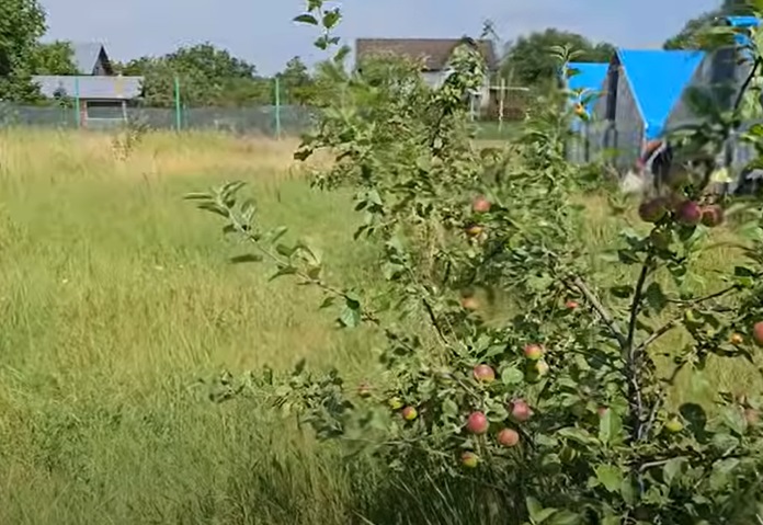 Imagini cu gospodăria lui Florin Călinescu de la Buftea. Are găini, porci, bibilici, dar și o grădină cu legume și o livadă