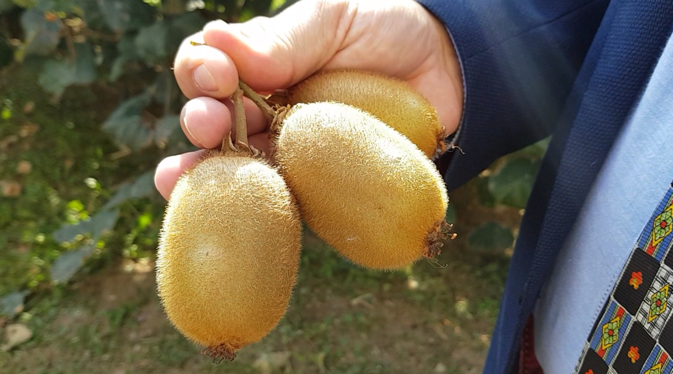VIDEO/ Fructele exotice se aclimatizează în România. Țăranii vor avea ferme de kiwi. Frunzele sunt bune pentru sarmale