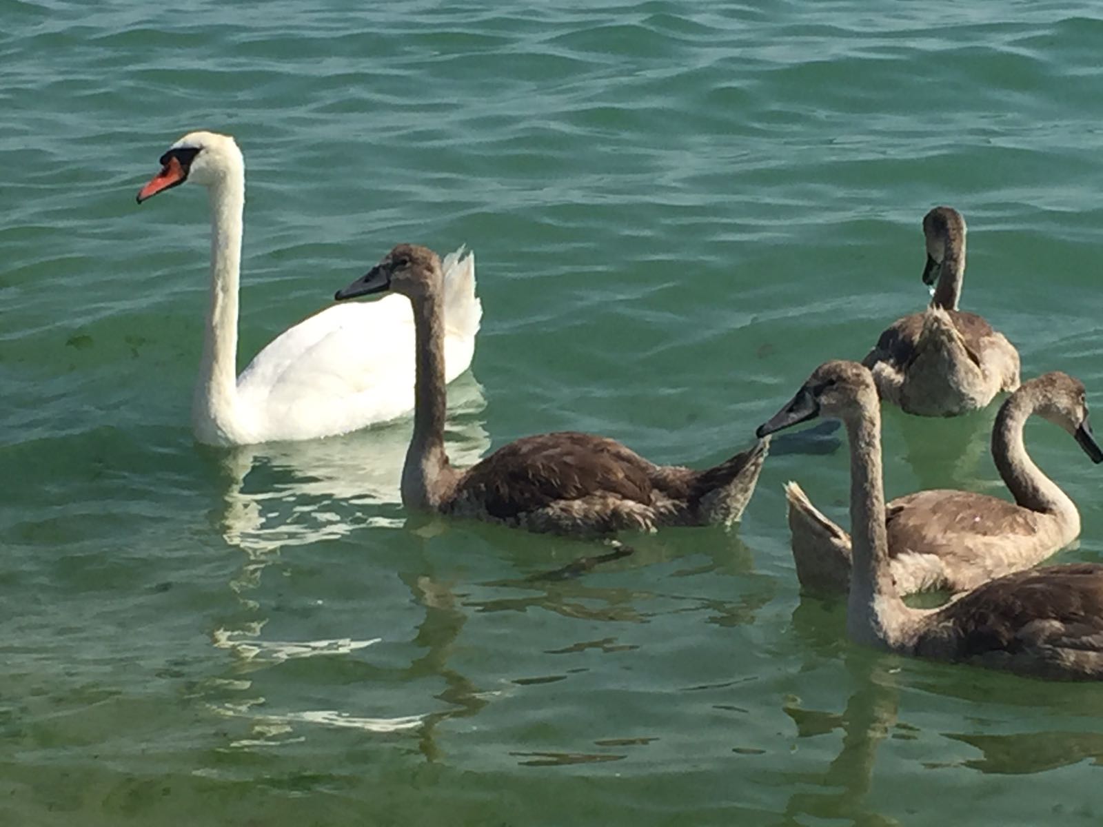 Familie de lebede la Marea Neagră. Imagini de vis pentru turiștii veniți pe litoral | FOTO ȘI VIDEO