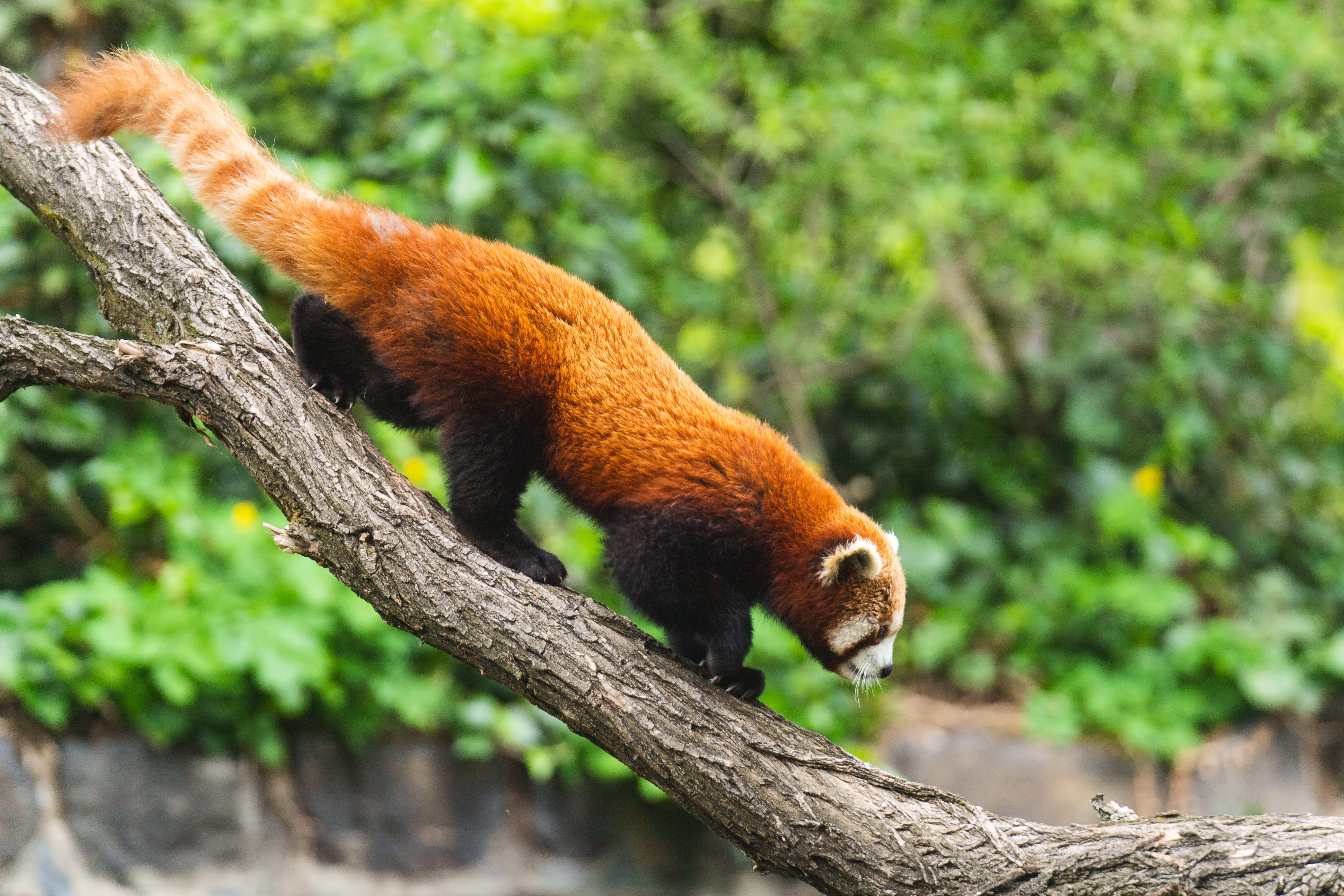 Linia 160 czeka na pasażerów w zoo!