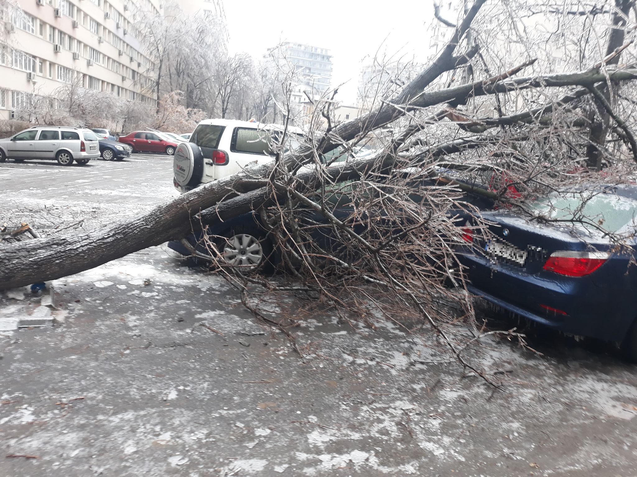 FOTO | Vremea face ravagii: Zeci de copaci doborâţi de vânt și gheață în Bucureşti și 49 de maşini avariate, în ultimele ore. Circulaţia pe anumite linii a tramvaielor şi a troleibuzelor, blocată