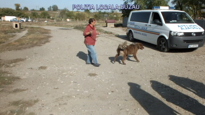 Încă o fermă ilegală de păsări și animale a fost descoperită la Buzău de polițiștii locali| GALERIE FOTO