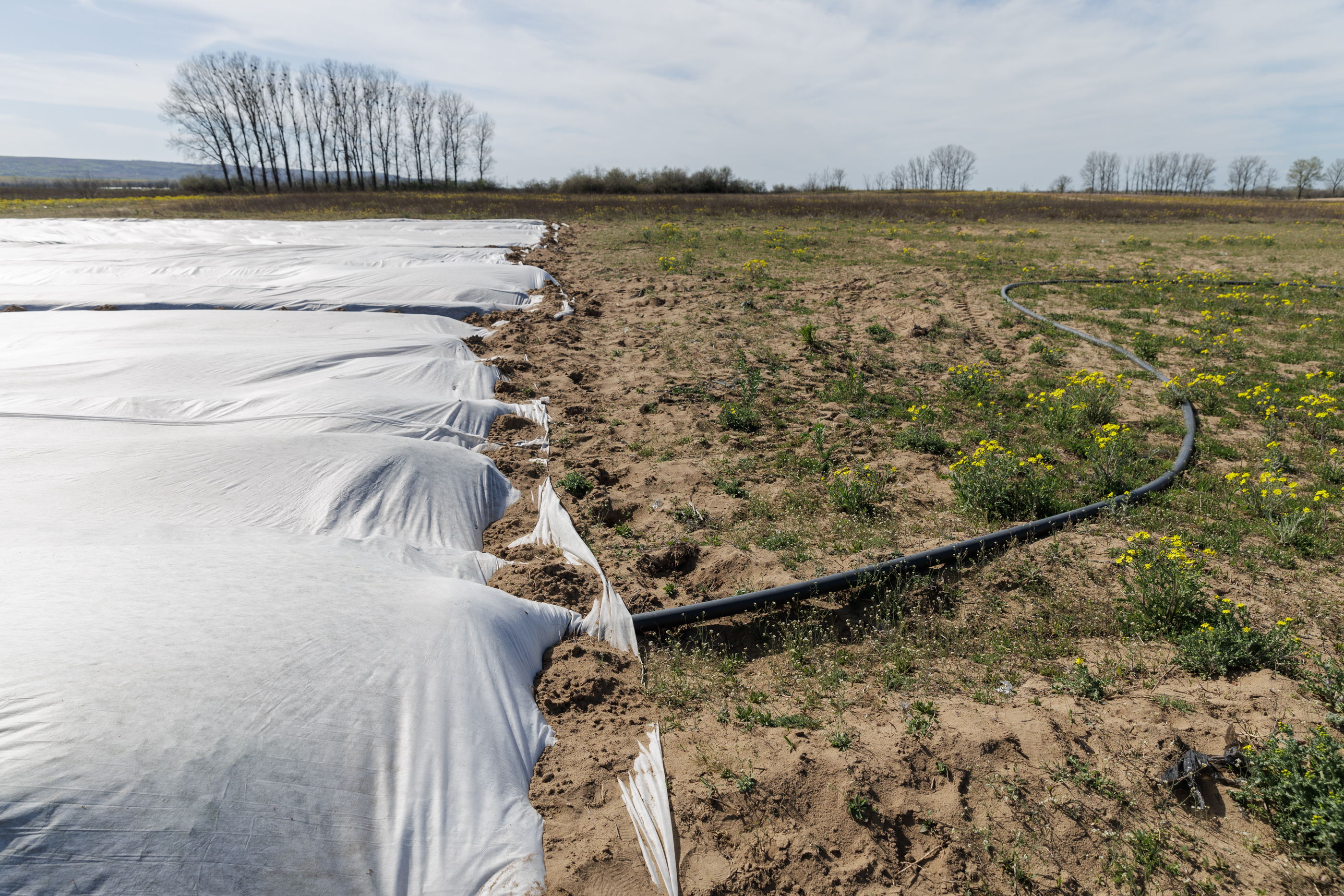 VIDEO REPORTAJ. Inspirați de fermele unde au lucrat în străinătate, producătorii doljeni investesc într-o cultură mai bănoasă decât pepenii: Se coc căpșunile la Dăbuleni