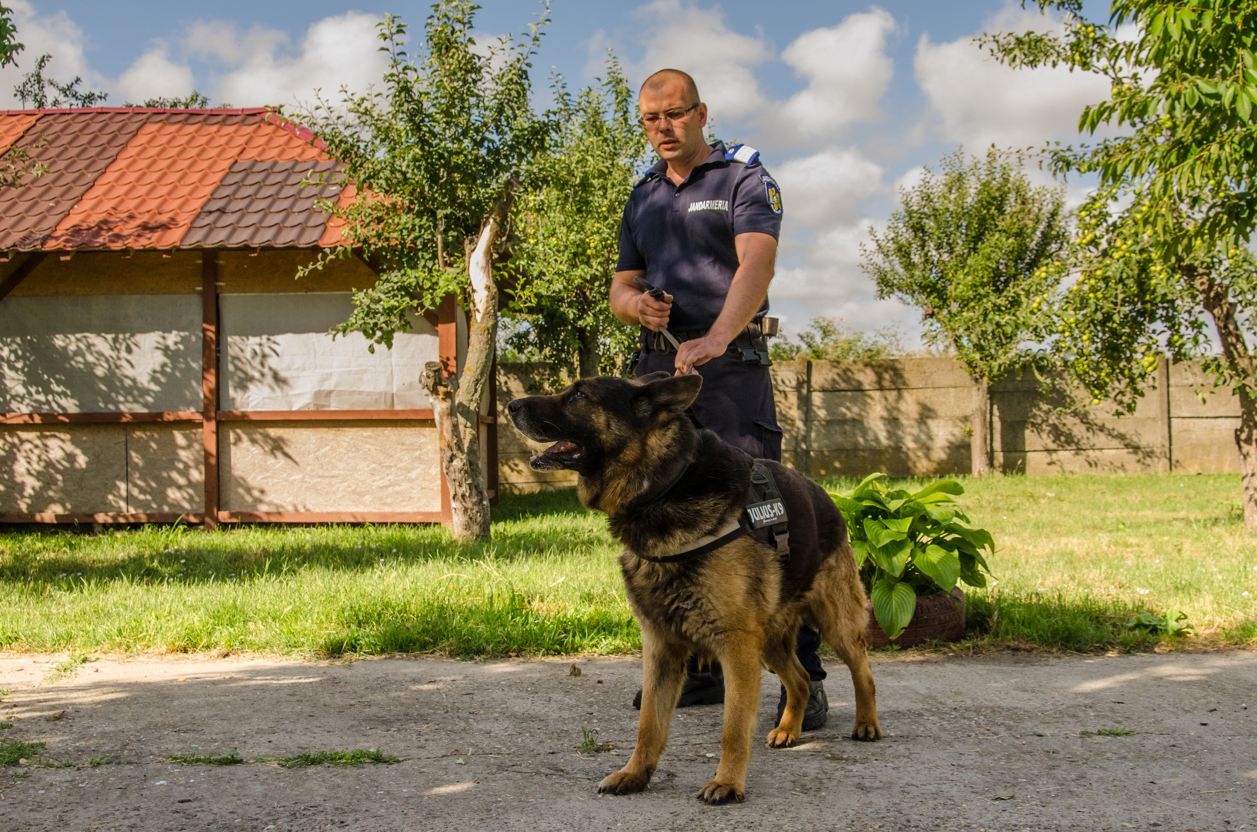 REPORTAJ/ Jandarmul Marius și câinele Mabanu, o prietenie mai presus de meserie. Deși a fost pensionat, ciobănescul german rămane cu plutonierul major/ (Foto&Video)