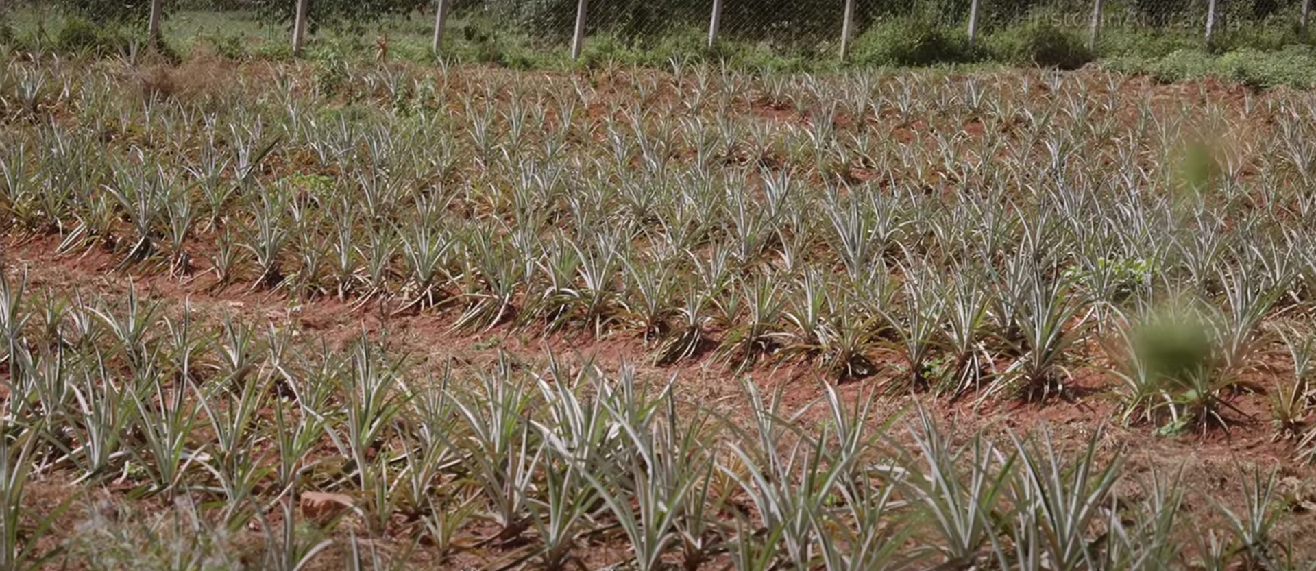 Mănăstirea ridicată de Gigi Becali în Uganda seamănă cu un palat, iar în grădină, măicuțele cultivă ananas | VIDEO