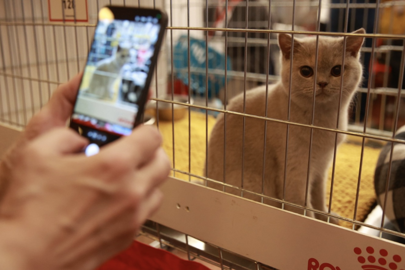 Pisici de top, priviri hipnotizante și povești spectaculoase. Cum a fost la Salonul Felin Internațional SofistiCAT