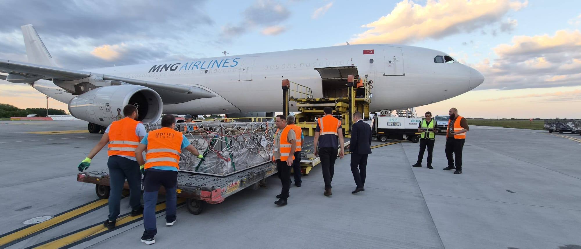 Peste 4.000 de oi, trimise din România în Algeria cu avioane cargo: „Au ajuns în siguranță în două ore și jumătate”