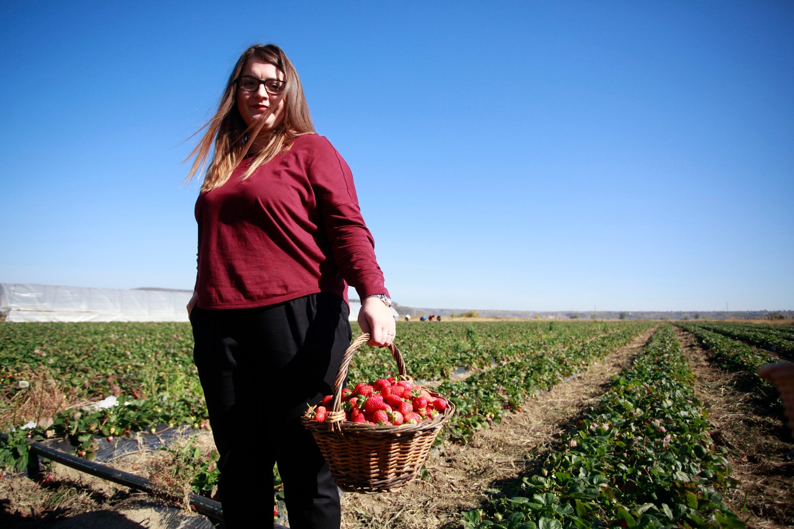 Nouă studenți la Agronomie au făcut dulceață de căpșuni la Vernești trecând prin toate etapele realizării produsului | GALERIE FOTO