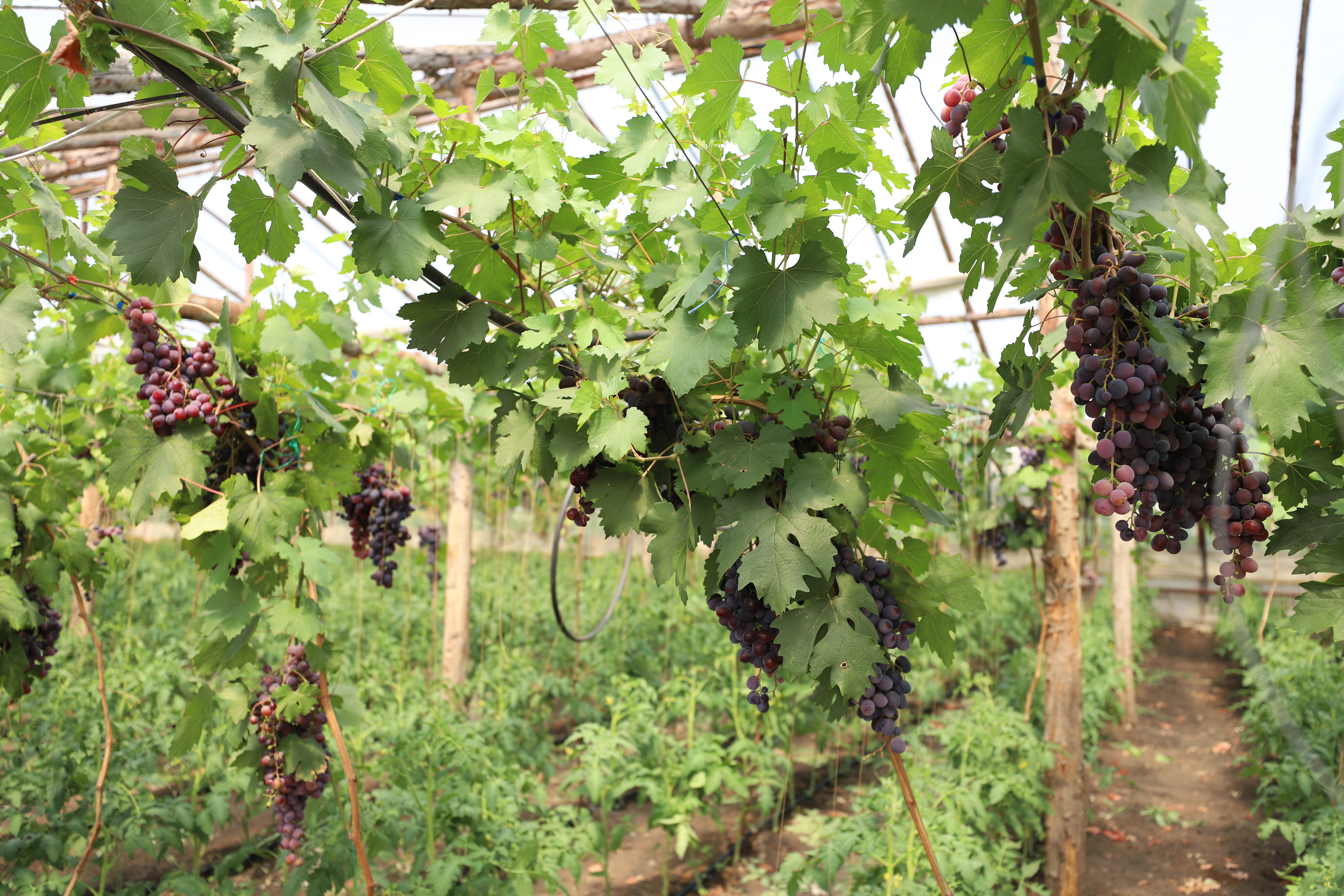 REPORTAJ. Furie în piața de legume din Glodeanu Sărat, Buzău. Lăsați la mâna samsarilor, producătorii locali își anunță abandonul: „Să pună Guvernul roșii!” 