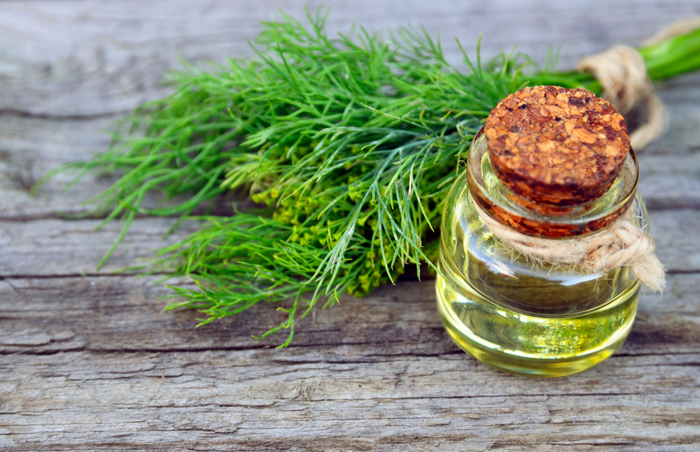 Mărar - beneficii și proprietăți. Cum se consumă planta medicinală care stimulează digestia
