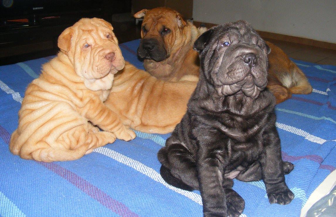 În lipsa nepotului, Petre Geambașu crește câini din rasa Shar Pei. “Sunt printre cele mai dragi ființe din viața mea”