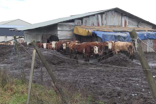60 de vaci, ținute în noroi, sub cerul liber, la o fermă improvizată din Arad. Fermierul riscă să rămână fără fonduri europene