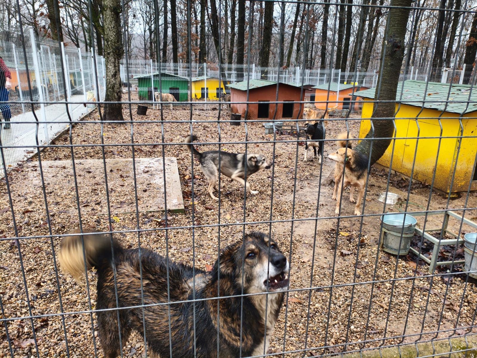 Orașul câinilor. Localitatea din România care a ajuns să găzduiască cel mai mare adăpost din lume dedicat animalelor fără stăpân