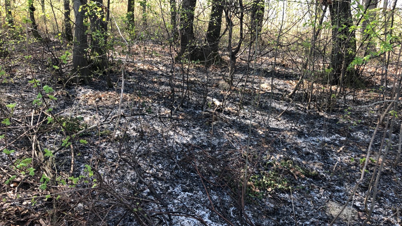 Incendiu de pădure la Răcădău, în Braşov. Au ars 500 de metri pătrați de lizieră/ FOTO
