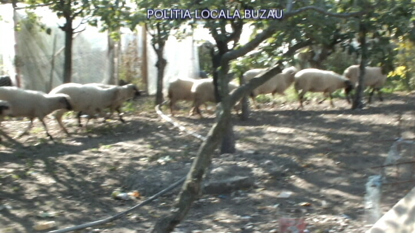 Încă o fermă ilegală de păsări și animale a fost descoperită la Buzău de polițiștii locali| GALERIE FOTO