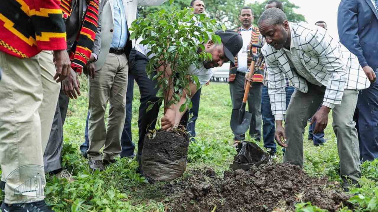 Ethiopians planting trees