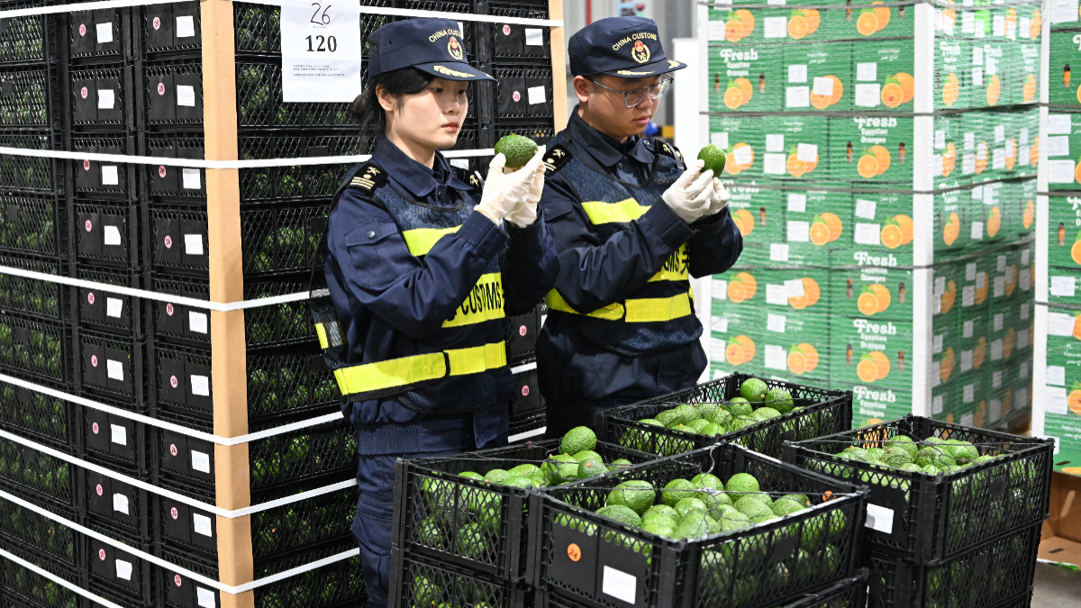 Customs officers inspect Kenyan avocados to be cleared at Shanghai Waigaoqiao Port Area on May 1, 2026 in Shanghai, China. [Photo by VCG/VCG via Getty Images]
