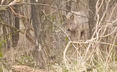 Farkas jár Magyarországon: Ács közelében többször is látták - videón az állat