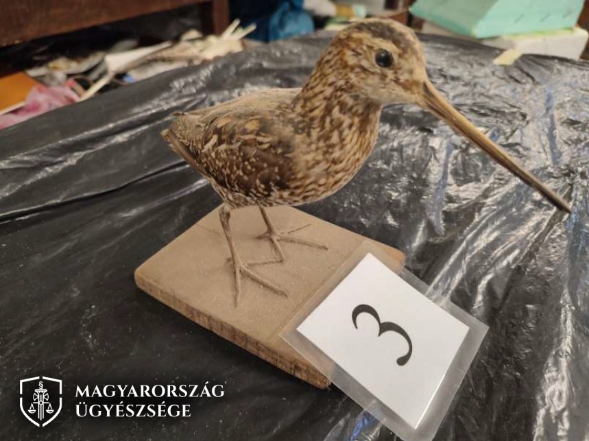 Illegálisan szerezte be védett állatok tetemét egy Csongrád-Csanád vármegyei férfi: letartóztatták
