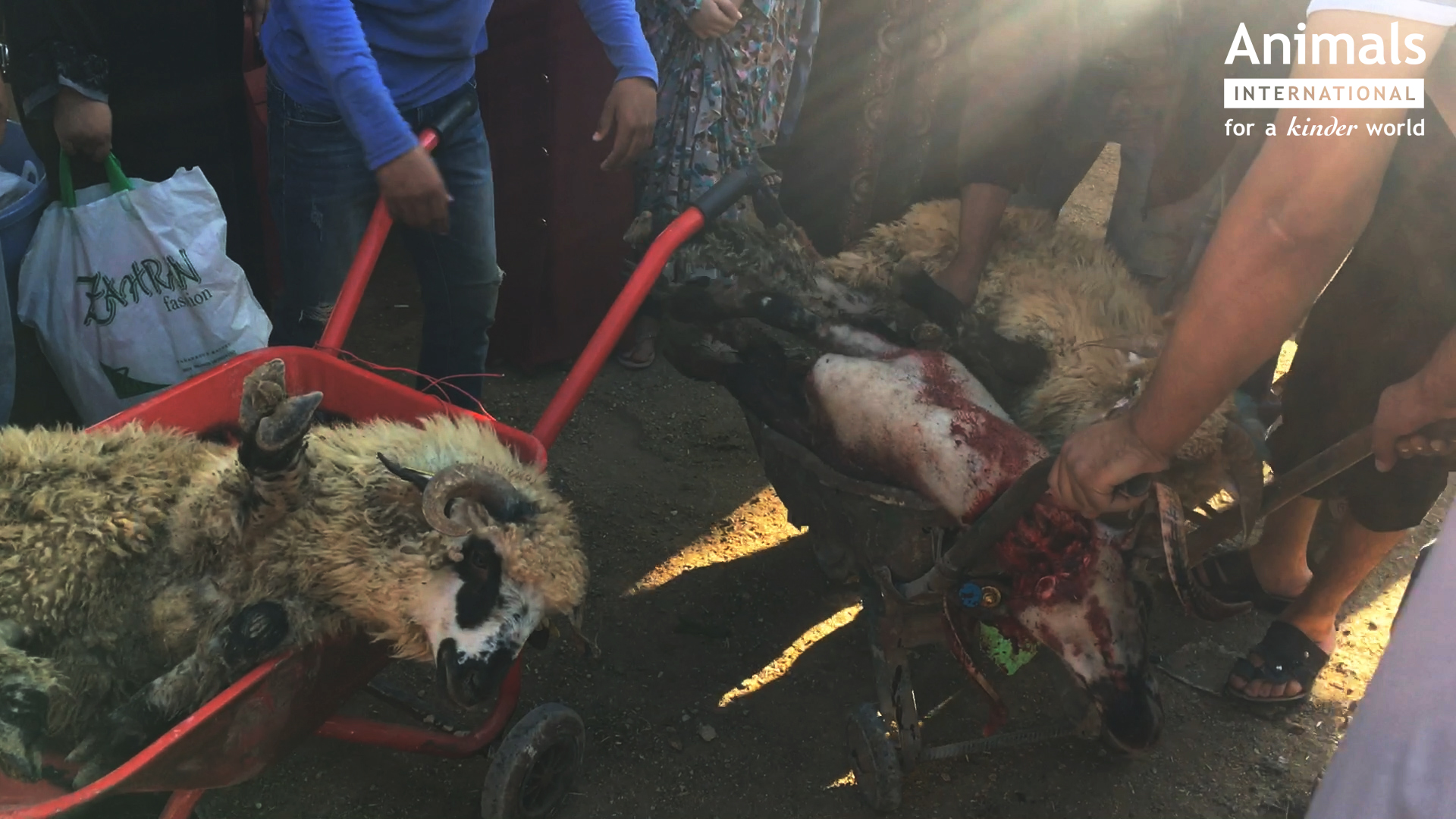 VIDEO/ Animale chinuite. Oile din România, tăiate pe stradă, în Iordania. Australia a oprit exportul către Iordania tocmai din cauza asta