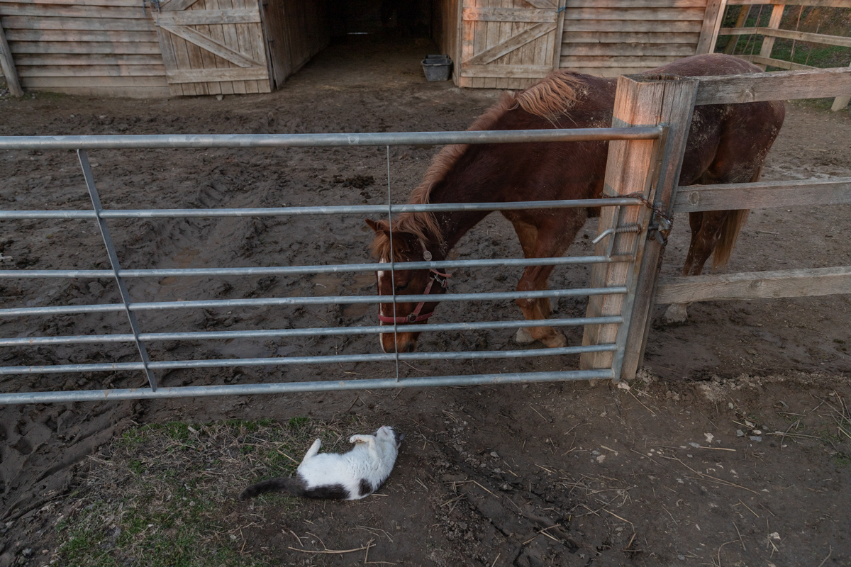 Proprietarul cailor maltratați de la Techirghiol îi poate lua înapoi după 45 de zile, dacă dovedește că sunt ai lui. „Procurorul Țucă, un mare iubitor de animale”