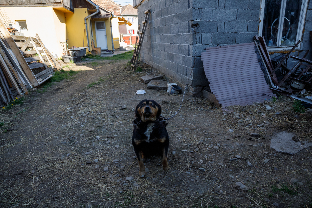 REPORTAJ. Cealaltă versiune a poveștii din Ojdula, satul în care a fost ucis Arthur. „Aici e teroare cu urșii. Trebuia împușcat tot”