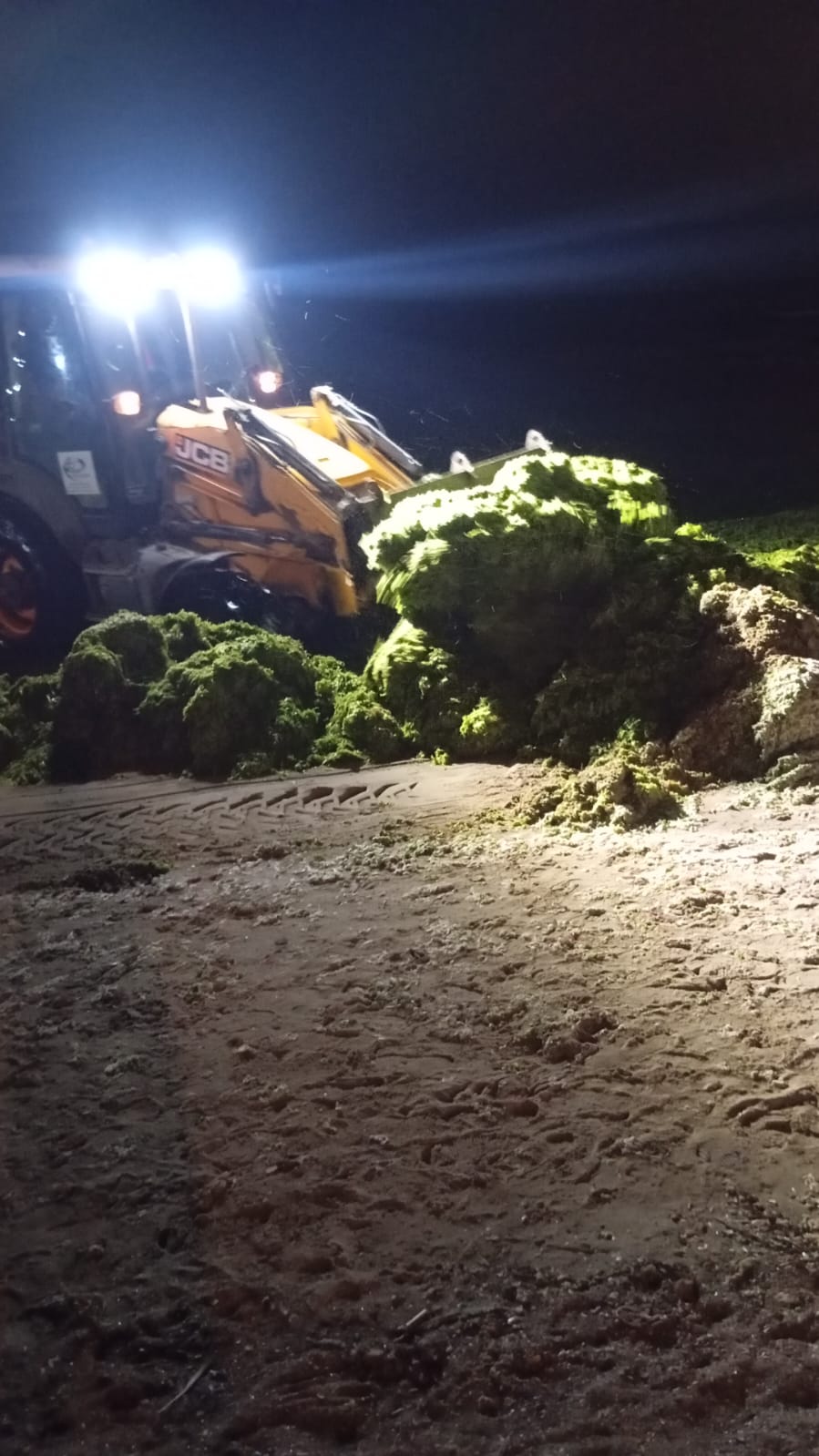Litoralul românesc, invadat de alge. De vină e canicula, spun Apele Române. Imagini cu „munții verzi” de pe plaje