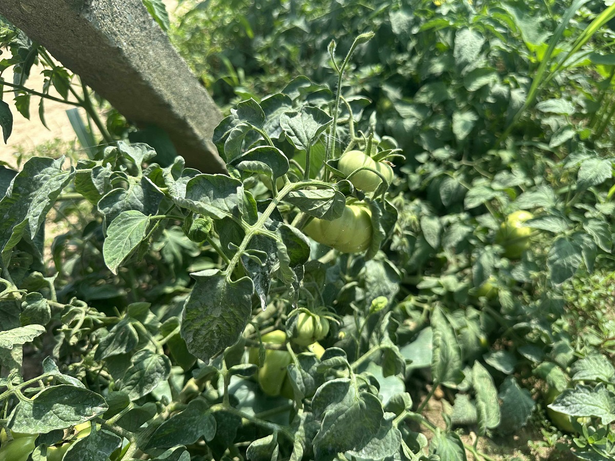 Cât costă un kilogram de roșii la producătorii din Delta Dunării. Le cultivă pe câmpul pe care îl irigă și le vând la tarabă, pe marginea șoselei