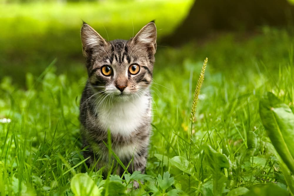 This disease is commonly found in cats [GreatPetCare]