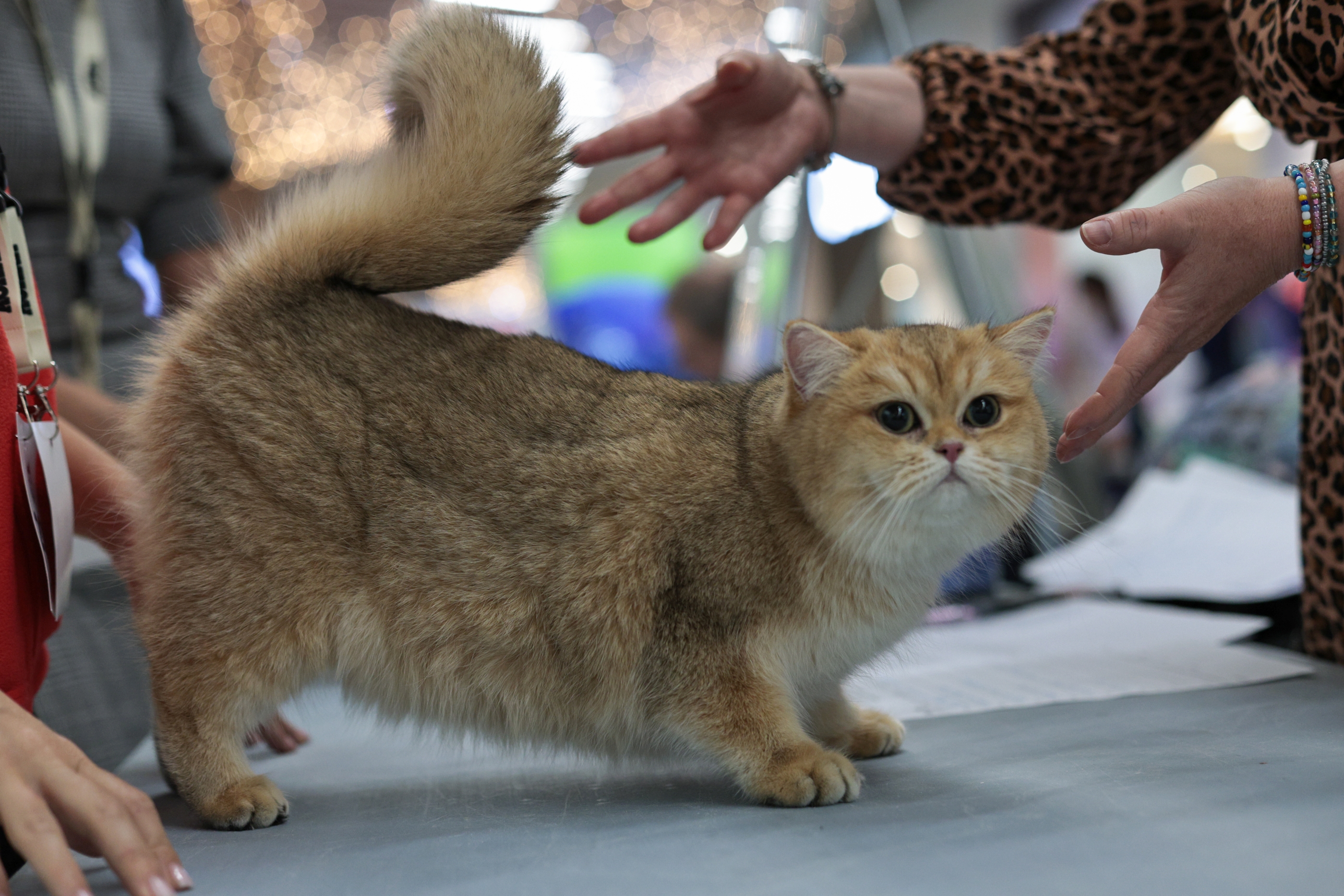 FOTO. Pisicile au pus stăpânire pe un mall din Capitală. Peste 250 de exemplare participă la Expoziția Internațională Feline WCF