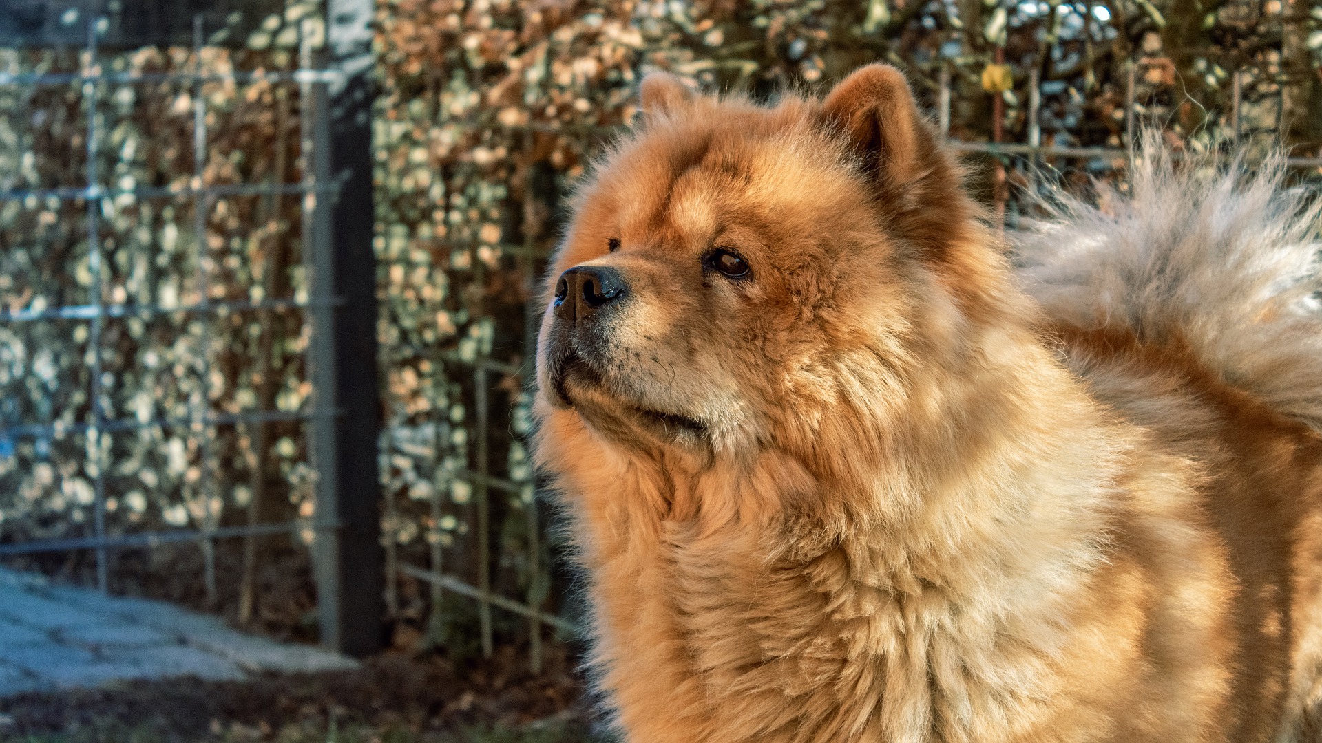 Rasa Chow Chow - ce caracteristici și temperament are câinele cu limba albastră