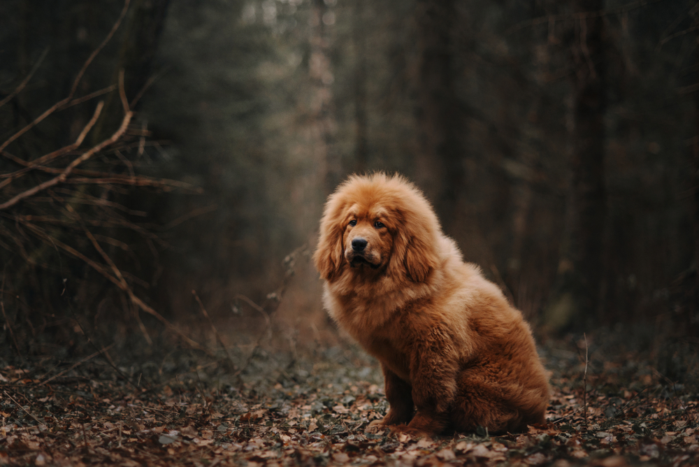 Mastiff Tibetan - ce caracteristici are și cum se dresează unul dintre cei mai puternici câini