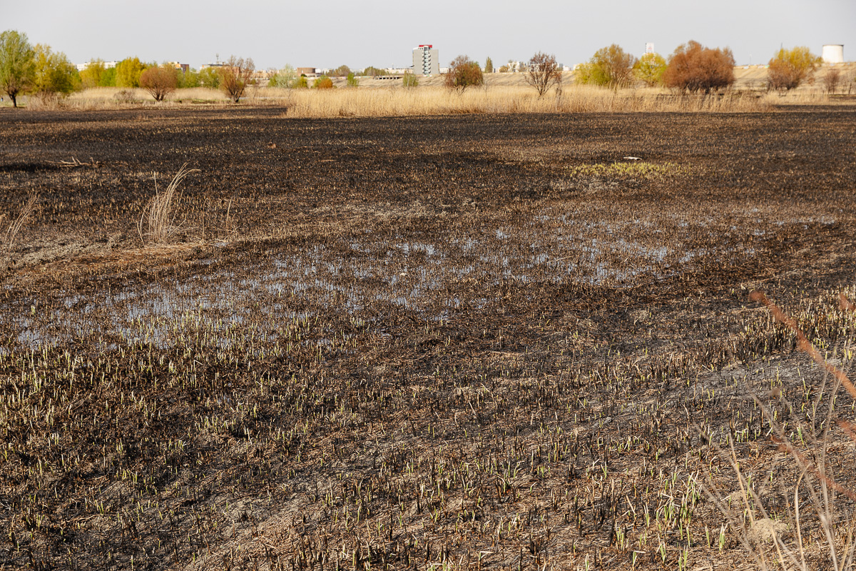 De ce arde Parcul Văcărești? Fără pază și fără regulament, „delta dintre blocuri” a ajuns un focar constant de incendii