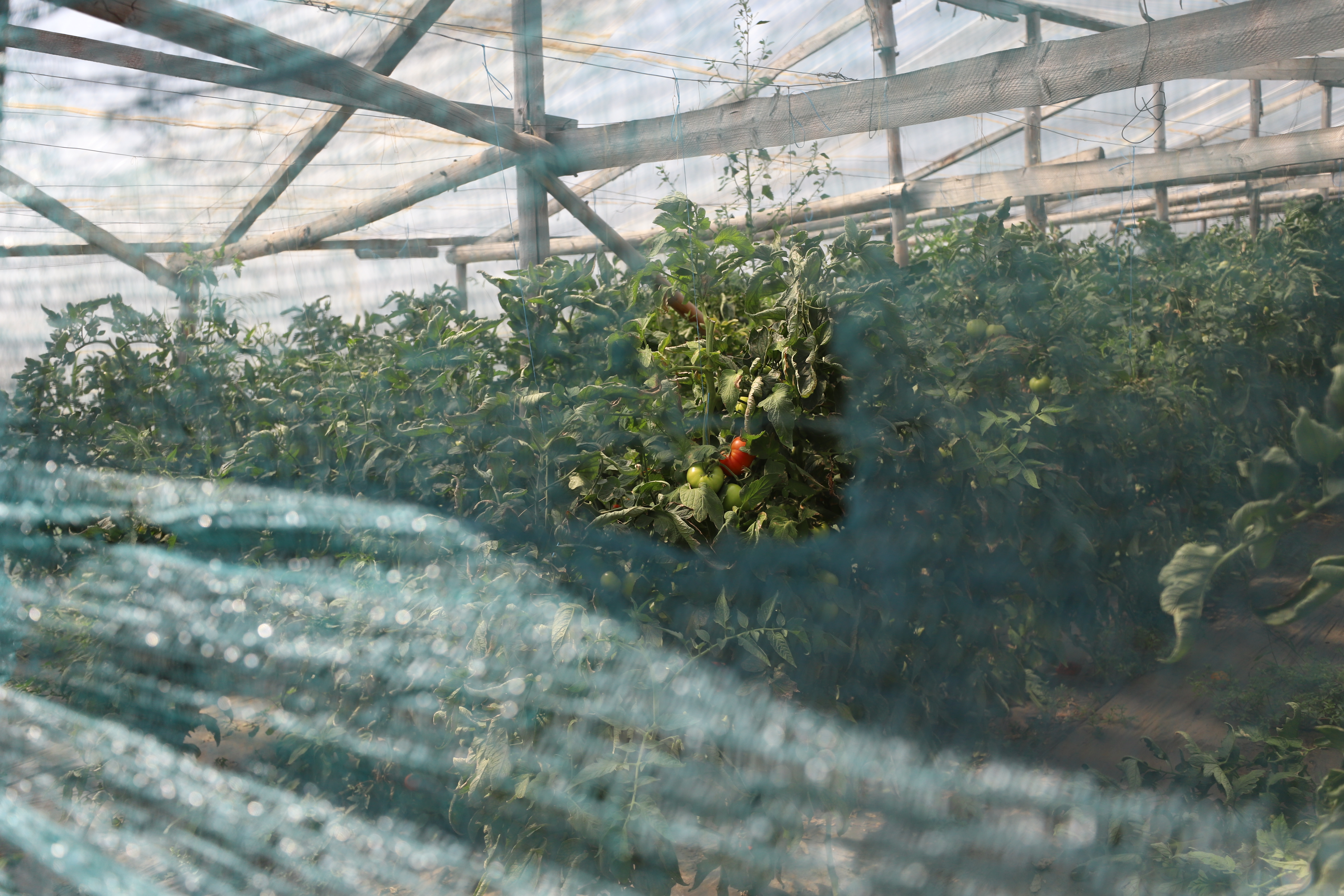 REPORTAJ. Furie în piața de legume din Glodeanu Sărat, Buzău. Lăsați la mâna samsarilor, producătorii locali își anunță abandonul: „Să pună Guvernul roșii!” 