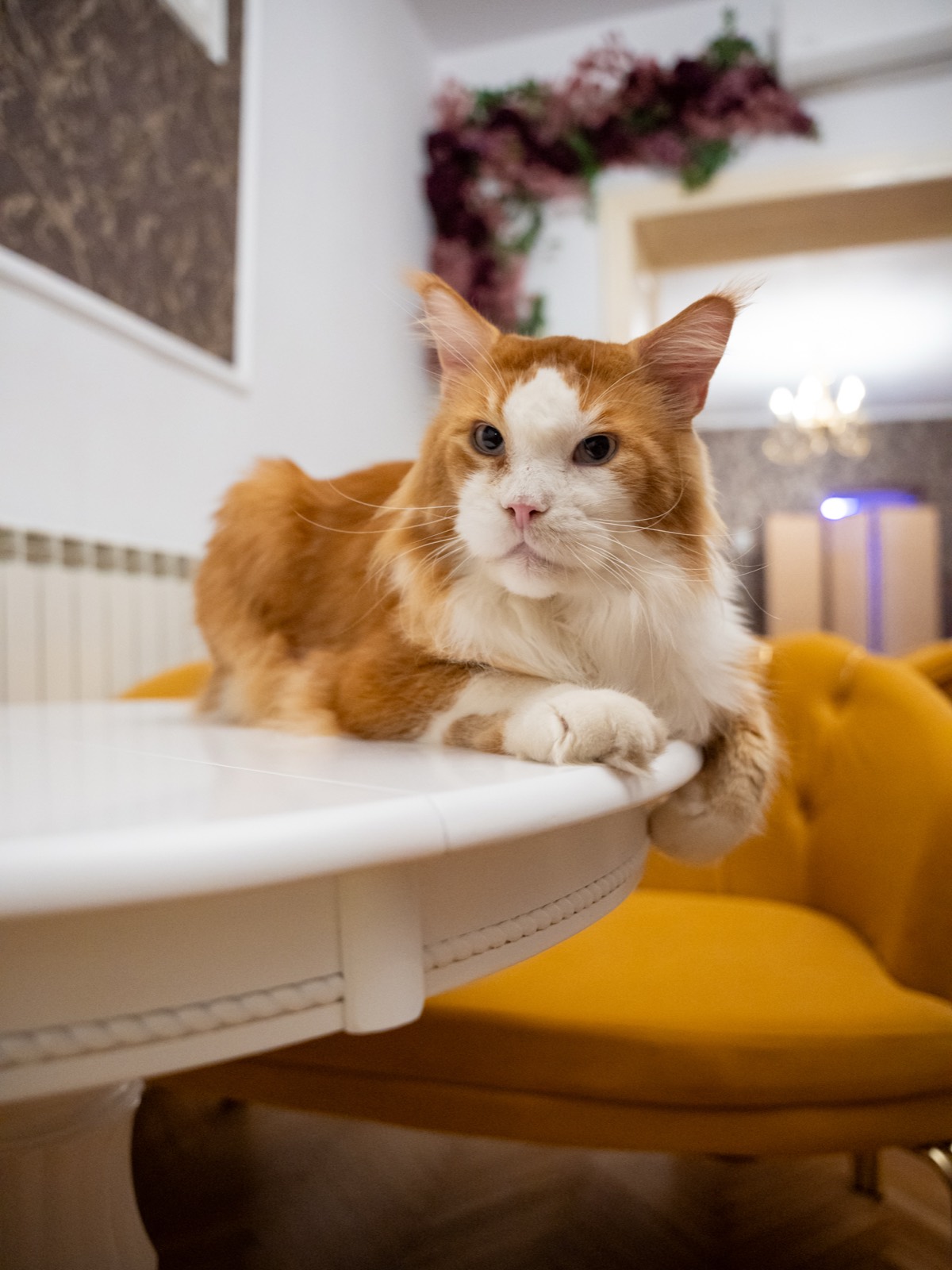 Prima cafenea cu pisici Maine Coon din România se deschide în București. Unde se află locația, prețurile din meniu și regulile casei