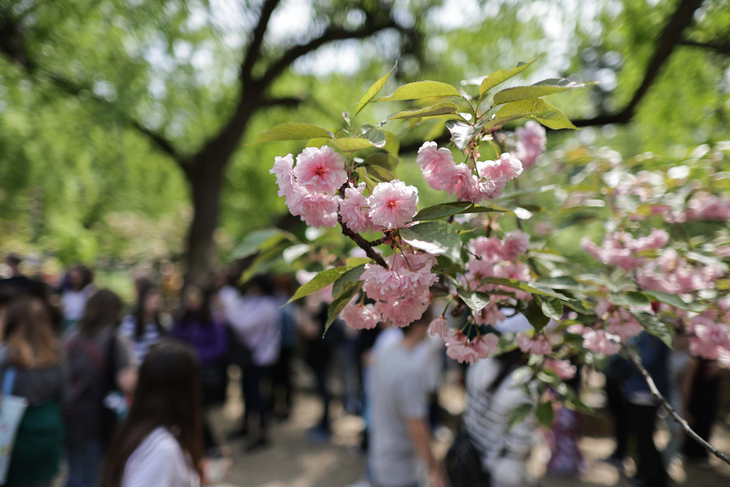 FOTO. Au înflorit cireșii în Grădina Japoneză din Parcul Herăstrău. Sute de persoane au asistat la „Festivalul Florilor de Cireș”