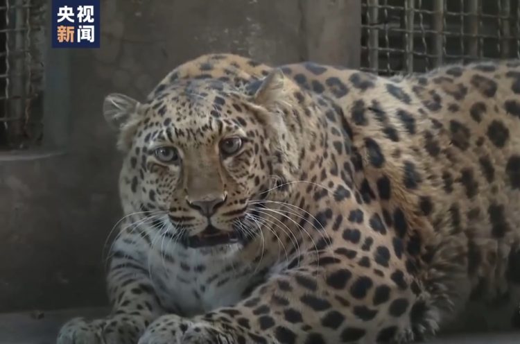 Chinese Zoo Gives Up on Helping Obese Leopard Lose Weight