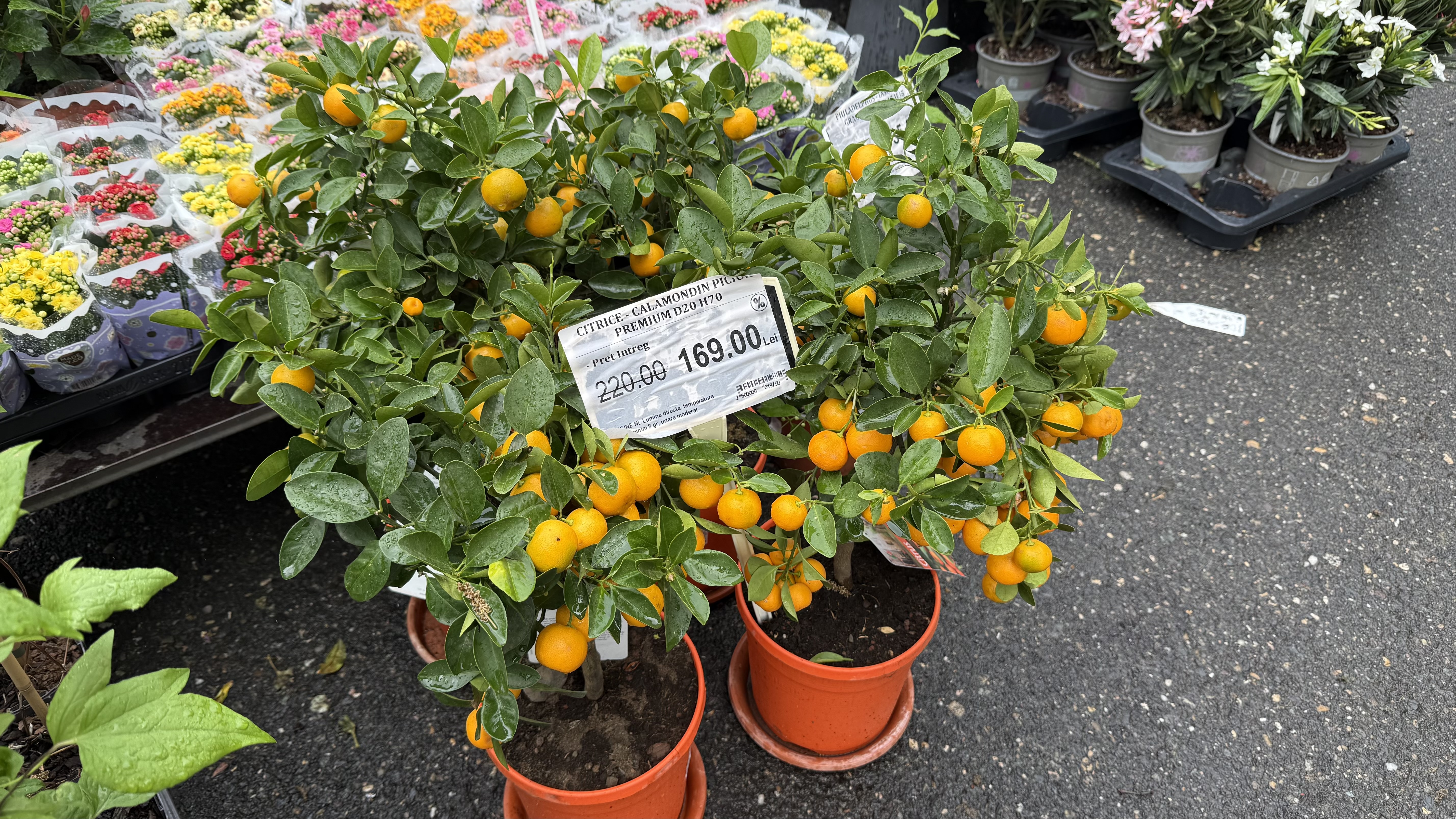Explozie de flori și fructe exotice la Agronomie. Cât au plătit oamenii pentru „Mâna lui Buddha” „Banana Nordului” și smochinul mov