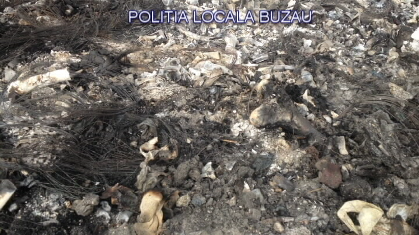 GALERIE FOTO| Descoperire macabră în Buzău. Un crescător de porci își hrănea animalele cu cadavre şi resturi animale