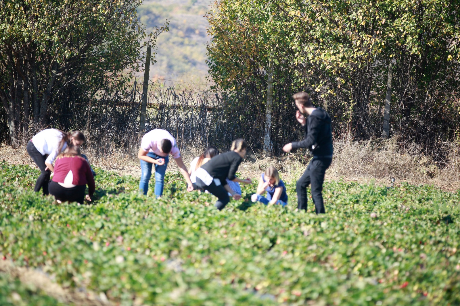 Nouă studenți la Agronomie au făcut dulceață de căpșuni la Vernești trecând prin toate etapele realizării produsului | GALERIE FOTO