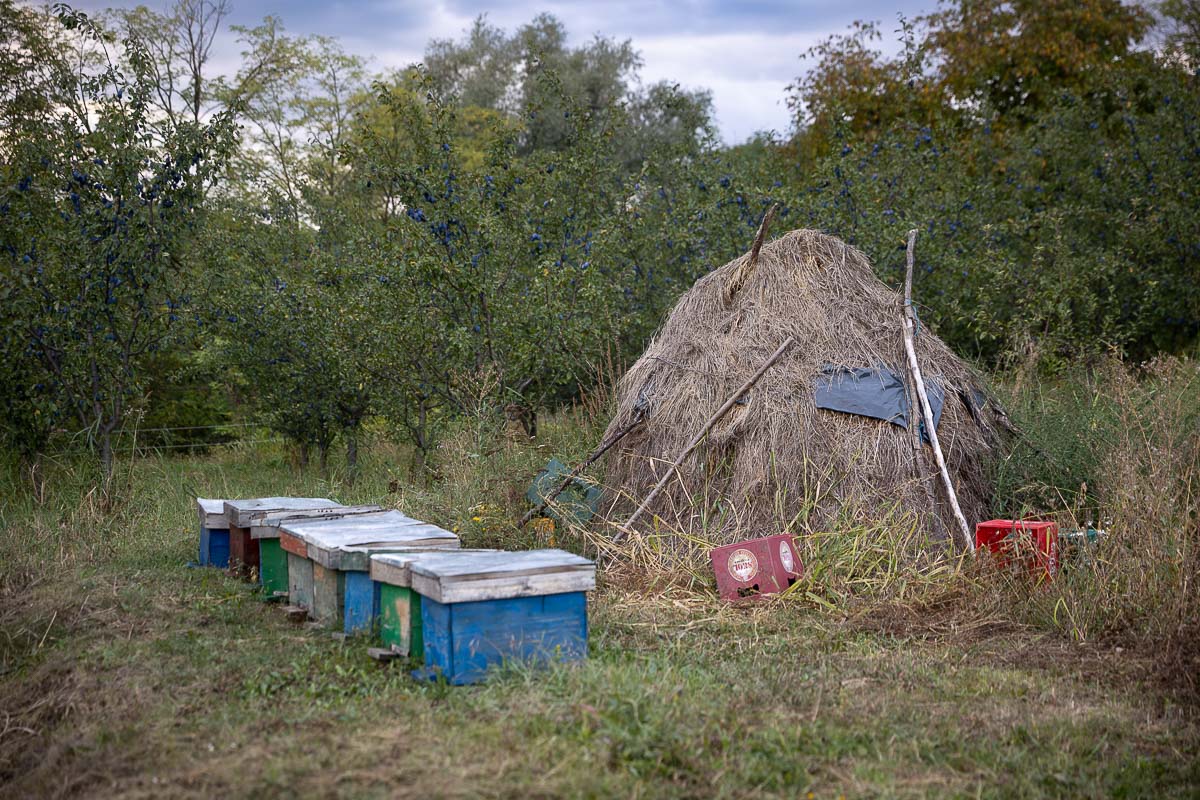 Unde se duc prunele din Coca-Antimirești, Buzău, când se coc: „La porci. Cerbii mănâncă de trosnesc. Vin urșii, mistreții. N-avem unde vinde”