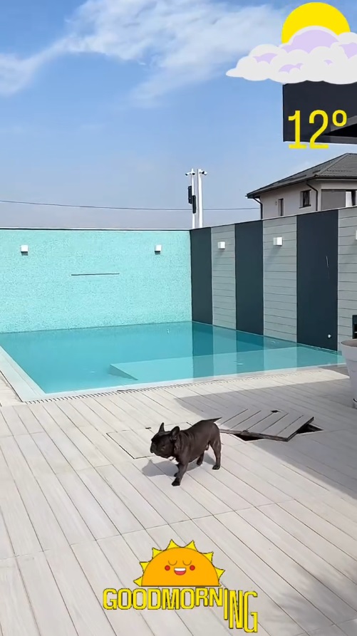 Imagini din curtea casei lui Dorian Popa, decorată cu pietre albe și palmieri. Nu are nici gazon, nici flori: „Am dat drumul la piscinică”