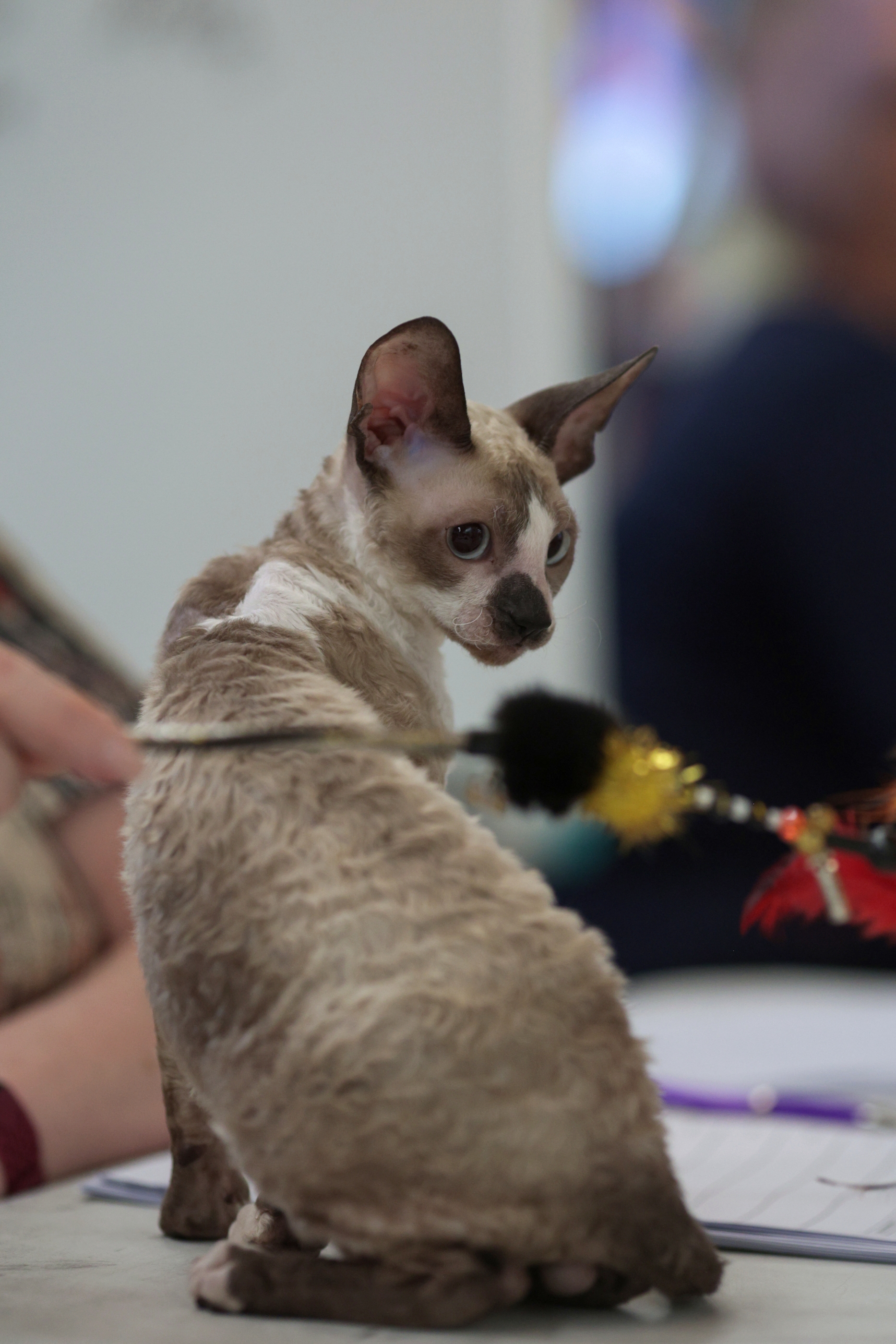 FOTO. Pisicile au pus stăpânire pe un mall din Capitală. Peste 250 de exemplare participă la Expoziția Internațională Feline WCF