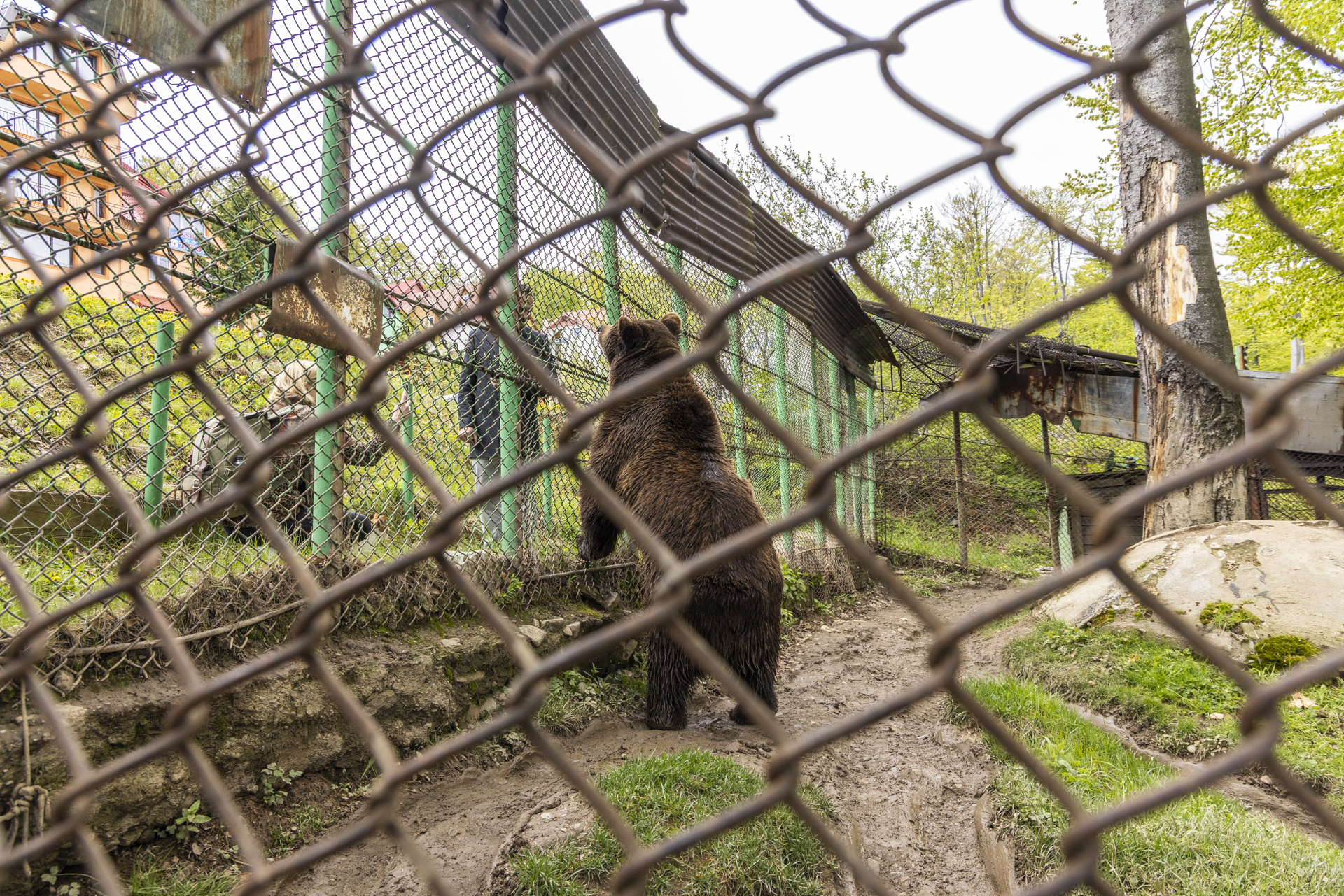 Apel către Ministerul Mediului pentru salvarea ursului Baloo, captiv de 25 de ani în Straja: „180.000 de oameni din întreaga lume au semnat petiția. Nu e mascotă turistică”