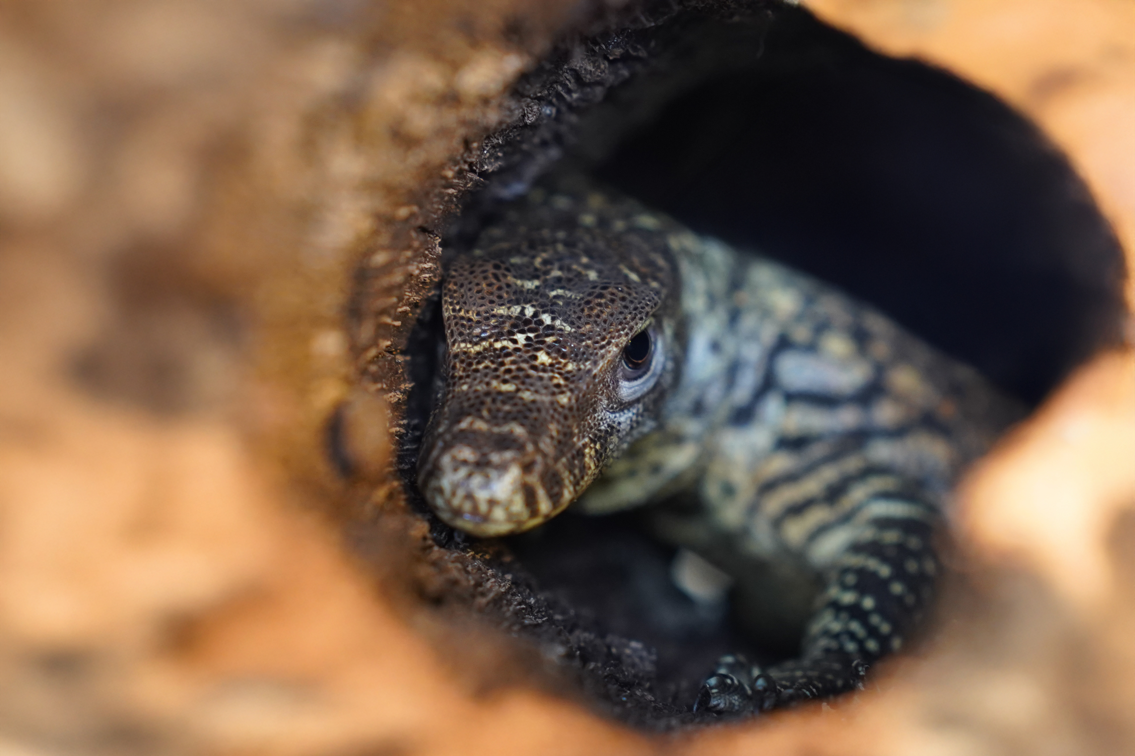 Na świat przyszedł pierwszy w Polsce waran z Komodo!