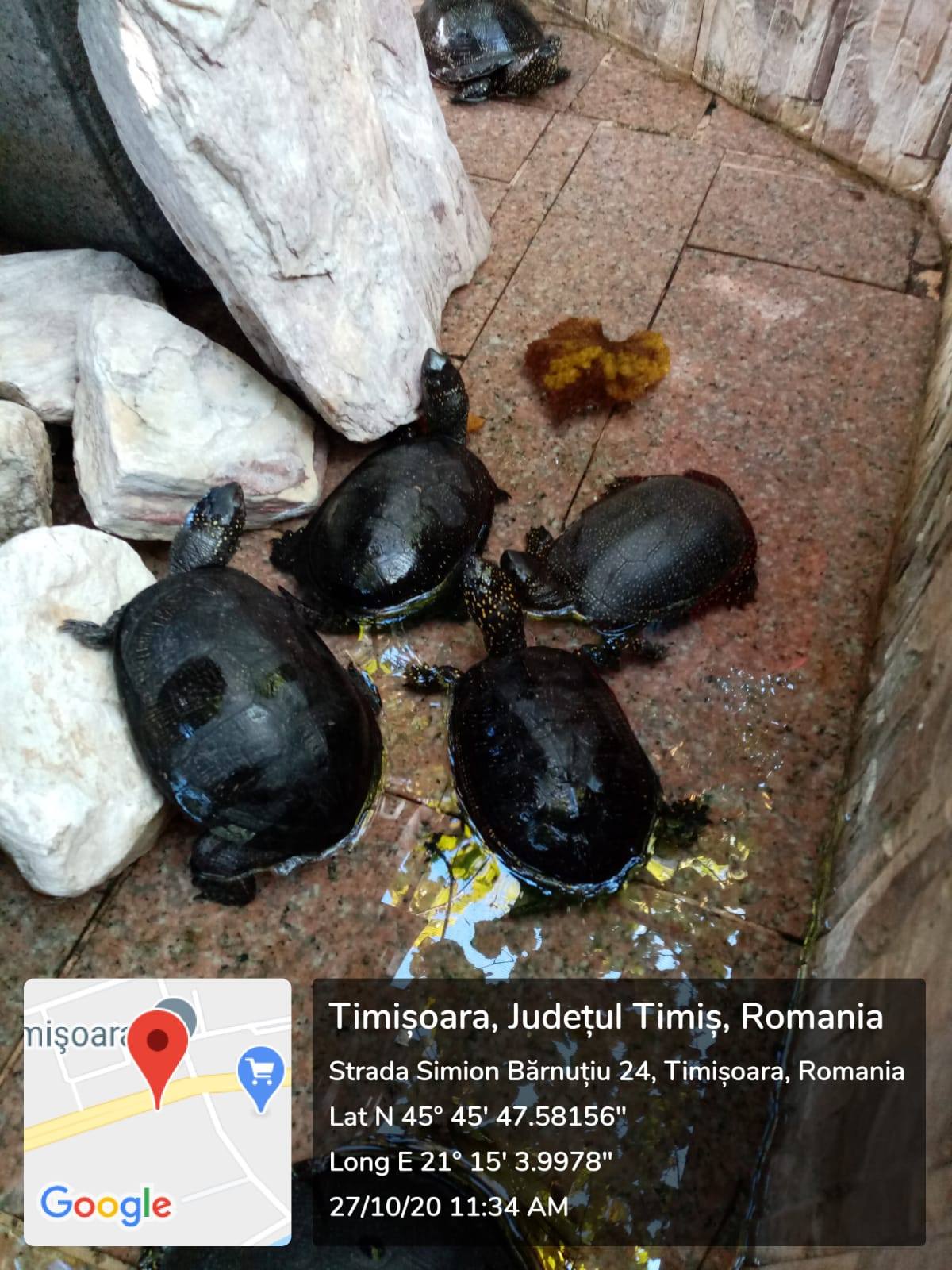 Zeci de broaște țestoase, confiscate din curtea unui restaurant chinezesc din Timișoara. Ecolog: „Deținerea lor în captivitate este ilegală”